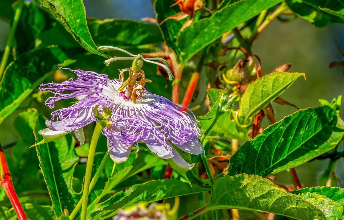 花、パシフィラの花、植物学、花のウォールペイント、パシフィラ、パシフィラの蔓、花、美しい花、開花、フラーカ、美しさ、植物、花の背景、自然
