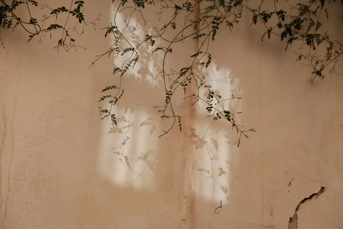 Captivating image of vine shadows playfully casting patterns on a rustic wall.