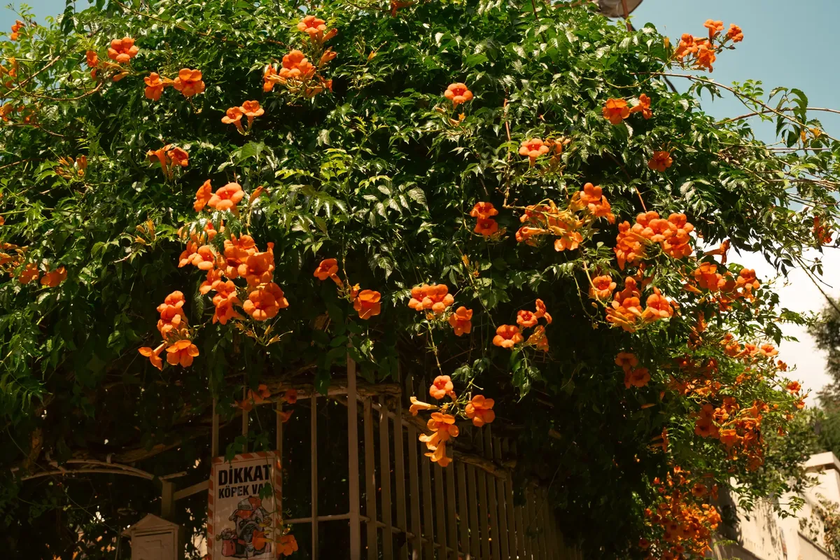 Vibrant orange trumpet vine flowers cascade over wrought iron fence under clear blue sky.
