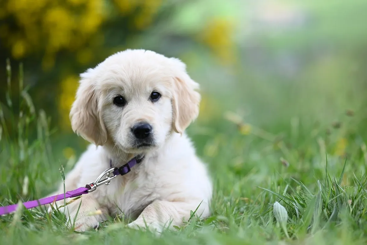 golden retriever puppy amber, puppy, dog, animal, nature, mammal, pet, canine