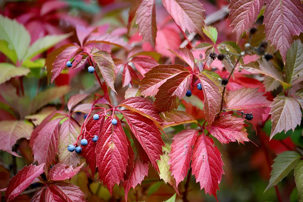 vine, wild wine, wren, red leaves, autumn colors, tendril, fall, autumn color, parthenocissus, seeds, berry