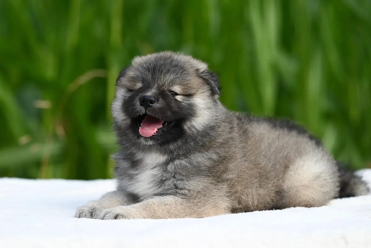 eurasier puppy, dog, puppy, cute, animal, nature, grass, outdoors, playful, fluffy, happiness, comfort, pet, puppy size, lazy, gold, content, gray, representing
