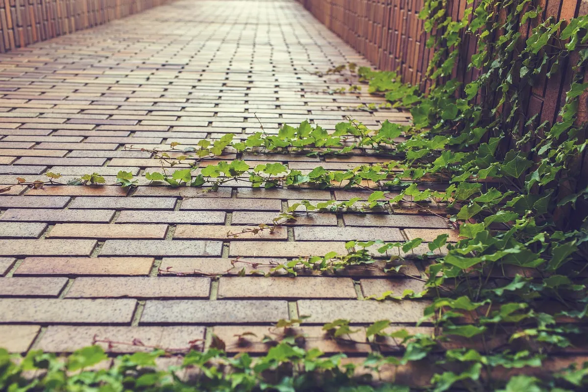 ivy, climbing plant, creeper, plant, leaves, brickwork, bricks, growth, nature, green, wall, natural, foliage, environment, botany, cobblestones, vines, path, i