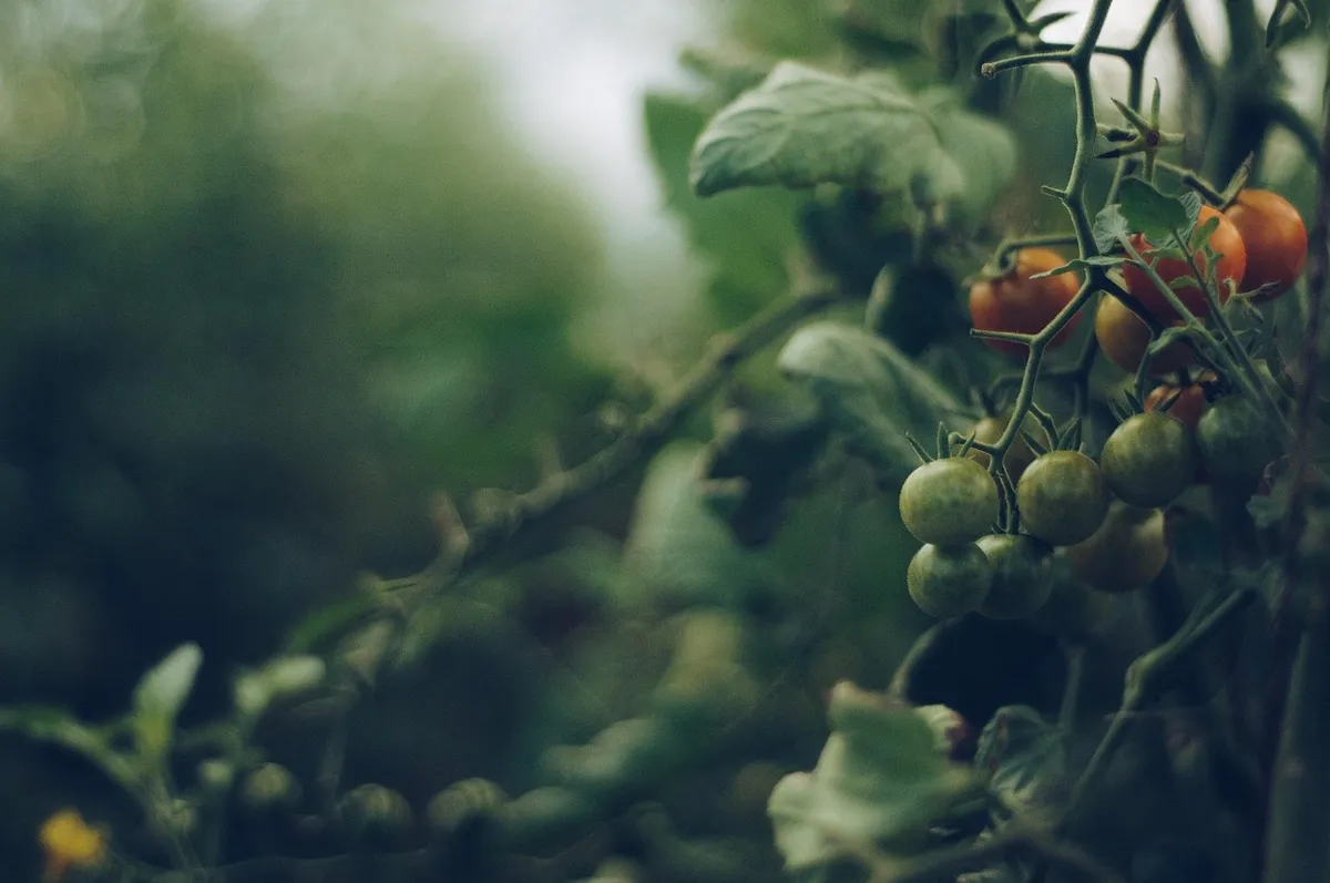 tomatoes, vine, garden, fresh, ripe, harvest, nature, organic, raw, agriculture, tomatoes, tomatoes, tomatoes, tomatoes, tomatoes, vine, agriculture, agricultur