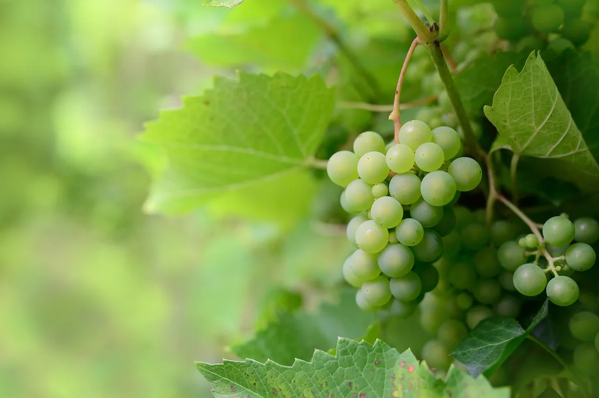 fruit, grapes, vine, healthy, organic, fruit, fruit, fruit, fruit, fruit